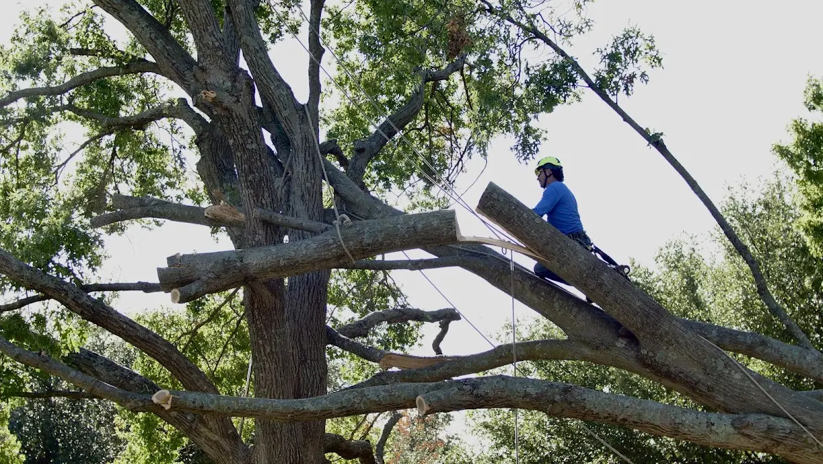 Professional Crown Thinning performed by certified arborists in Tecopa